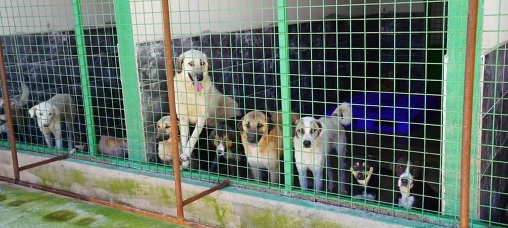 Tire Belediyesi Hayvan Barınağı Hakkında Ciddi İddialar: “İki Köpek Nerede?”